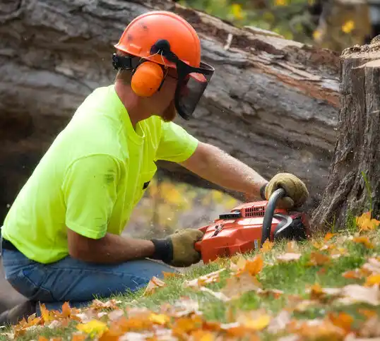 tree services Island Park